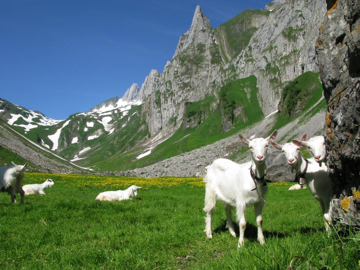 Hotel Landhaus Saentis 헤리사우 외부 사진